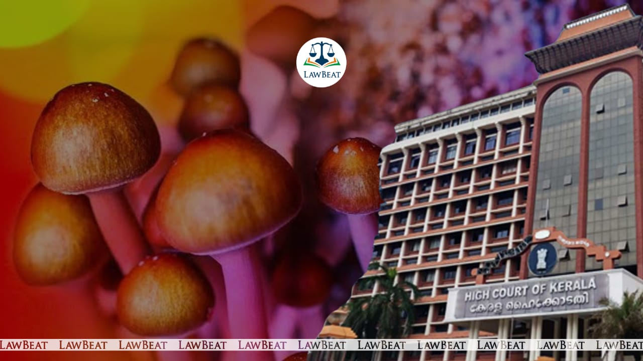 Magic Mushroom Not a Scheduled Narcotic or Psychotropic Substance: Kerala HC Magic Mushroom Not a Scheduled Narcotic or Psychotropic Substance: Kerala HC